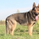 German Shepherd Dogs of Zoned Color: Types and Nuances of Content