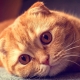 Apie „Scottish Fold“ katinas su raudona spalva