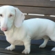 Descripción de los dachshunds blancos, su naturaleza y reglas de cuidado.