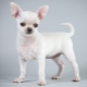 Description and content of white chihuahua