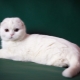 Description and content of white Scottish cats