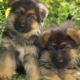 Descrizione e contenuto di un cucciolo di pastore tedesco a 1 mese