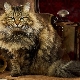 Penerangan, jenis warna dan ciri kandungan kucing Siberia