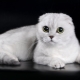 A fehér Fold Scottish macskák jellemzői