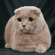 Lilac Scottish Fold Cat Features