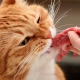 A macskák természetes ételének jellemzői