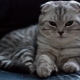 Caracteristici de Scottish Fold Tabby Cat