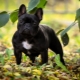 Funksjoner omsorg for den franske bulldog