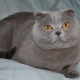תכונות סקוטי כחול חתול חתול