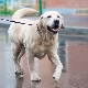 Labrador amarillo: descripción, contenido y elección del nombre