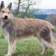 Овчарски кучета от Пикардия: описание на породата и състоянието на кучетата