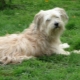 Pyrenean Shepherd: features and content
