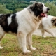 Pyrenean Mastiff: what is this breed and how to care for it?