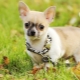 Pros and cons of Chihuahua breed