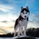 Pros and cons breed dogs husky