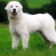 Cães de pastor polonês: descrição da raça, alimentação e cuidados
