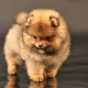 كلب صغير طويل الشعر نوع الدب: مزايا وعيوب وخفايا من الرعاية