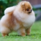 Pomeranian spitz: description of the breed and character, colors and care