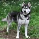 A mixture of husky and malamute: characteristics of mestizos and their contents