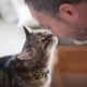 Do cats understand human speech and how is it expressed?