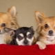 Népszerű és érdekes nevek Chihuahua lányoknak