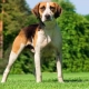 Races de chiens de taille moyenne: traits communs, espèces avec description, sélection, soin