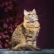 Siperian kissojen yleiset värit