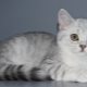 Különböző színek Skót egyenes macskák