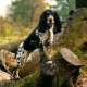 Russian hunting spaniel: the characteristic of breed and cultivation