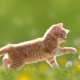 Vörös macskák: hogyan viselkednek és milyenek?