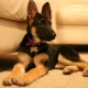 German Shepherd puppies at 4 months: how to look and how to care for them?