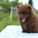 Chocolate Spitz: variations of color, content of puppies