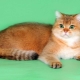 Aranyszínű skót macskák: az ellátás jellemzői és jellemzői