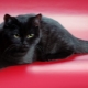 Scottish cats black color