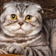 Škotijos marmuro katės: spalvų savybės, veislės aprašymas ir priežiūros duomenys