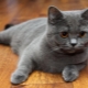 القطط المستقيمة الاسكتلندية: وصف السلالة وأنواع الألوان والمحتوى