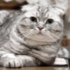 Scottish Fold-katten: kleurtypen, karakter en bewaringsregels