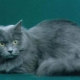 Siberian kedi mavi renk