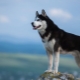 Siberische Huskies: de geschiedenis van het ras, hoe zien honden eruit en hoe moeten ze voor hen zorgen?