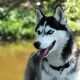 How many years does the husky live and what does it depend on?