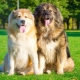 How many years Caucasian Shepherd Dogs live and what does it depend on?