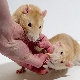 كم سنة عاش الفئران وماذا يعتمد عليها؟