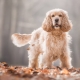 How many years do spaniels live and what does it depend on?