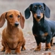 How many years do dachshunds live and what does it depend on?