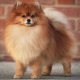 How long do the Pomeranian Spitz live and what does it depend on?