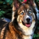 A mixture of husky and shepherd: features of half-breed and cultivation