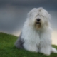 Bobtail câini: descrierea de Old Shepdogs engleză, nuanțele de conținutul lor