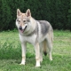 Perros que parecen lobos: descripción de la raza