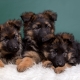Inhoud Duitse herders puppies