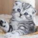 A Scottish Fold macskák nevének listája